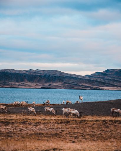 A herd of reindeer grazing on a hill on the lakeshore