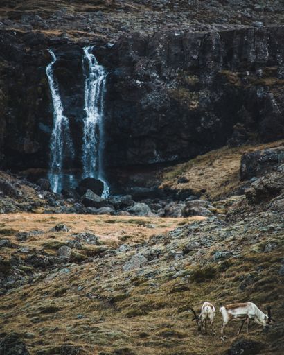 A herd of reindeer grazing next to a waterfall