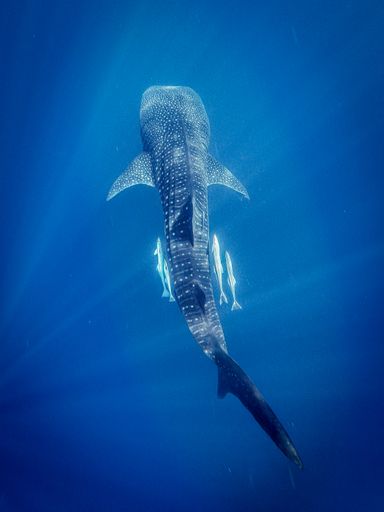 A vertical shot of a whale shark swimming in the sea under the sunlight through the waves