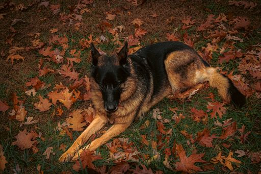 A cute big dog sitting on the ground with orange and yellow leaves next to him