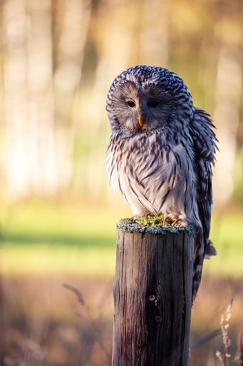 A closeup shot of an owl in a forest during the day