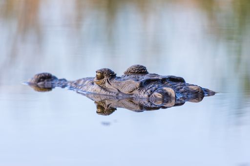 A closeup of a crocodile floating in reflecting water on a light day