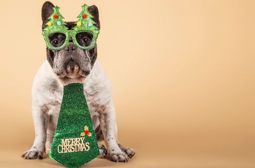 A cute french bulldog in a funny costume on the creme background
