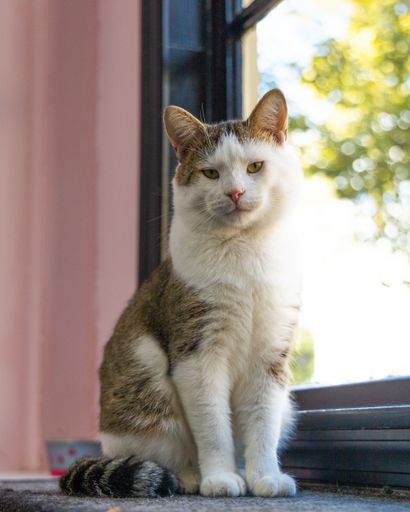 A grumpy white and brown cat on the windowsill a blurred background at home