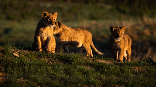 Three lion cubs enjoying the sun in safari