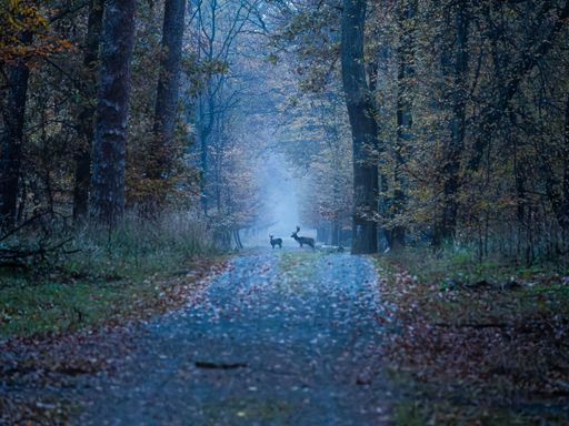 A serene forest path with deer crossing under a misty blue sky, creating a tranquil nature scene.