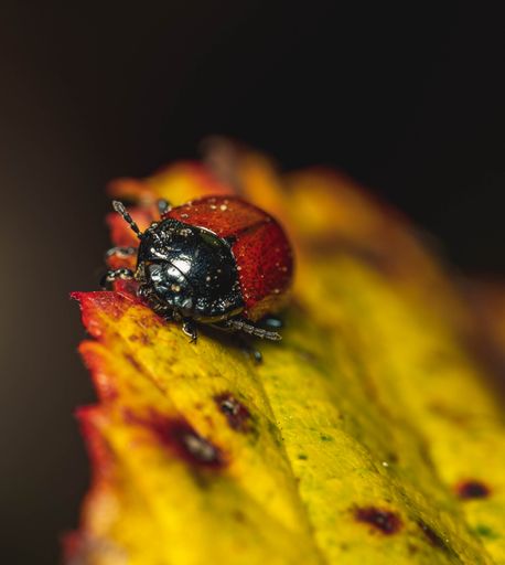 A macro shot of a Chrysomela Populi insect on a yellow leaf