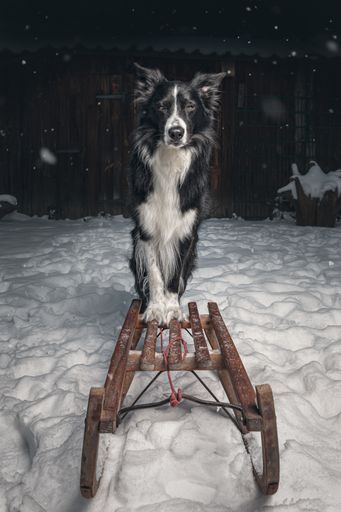 An adorable Border Collie on a wooden sled in winter