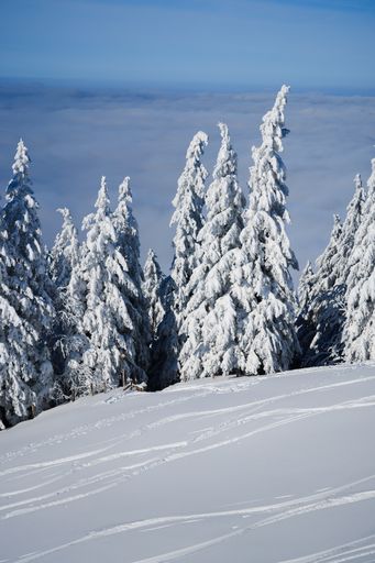 A vertical shot of spruce trees covered by snow in winter