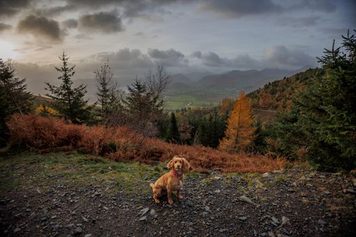 A view of an English Cocker Spaniel taking a rest after a long walk on in Dodd Wood - Forestry