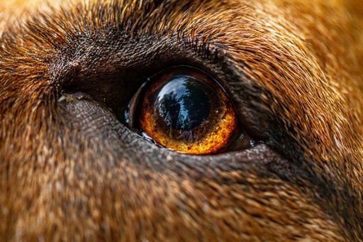 A closeup shot of a brown dogs eye
