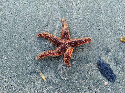 A top view of a starfish on the seashore