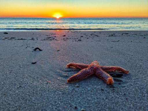 A closeup shot of a starfish on the seashore during sunset