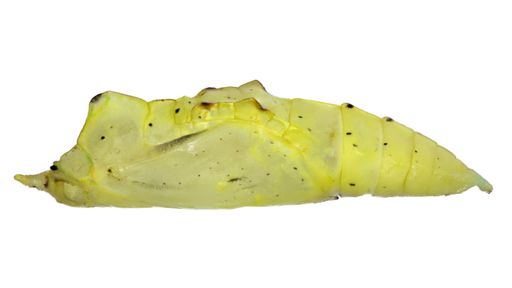 Lateral view of pupae species Pieris rapae, trivial name: