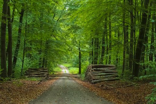 An empty unpaved road along a pile of logs in the forest