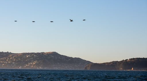 A beautiful view of a flock of birds flying over a sea
