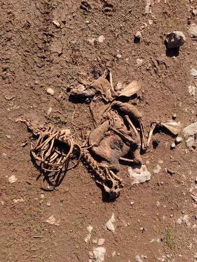 A vertical shot of the goat skeleton in the mud under the sunlight in the village of Greece