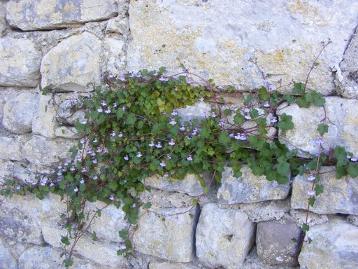 A closeup of little plants in the middle of a white stone brick wall