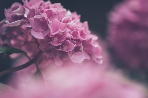 The name hydrangea comes from the Ancient Greek words for 'water vessel', 'hydor' and 'angos'.