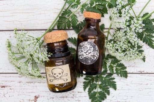Bouquet of hemlock flowers with a vial of poison. Toxic herbs concept