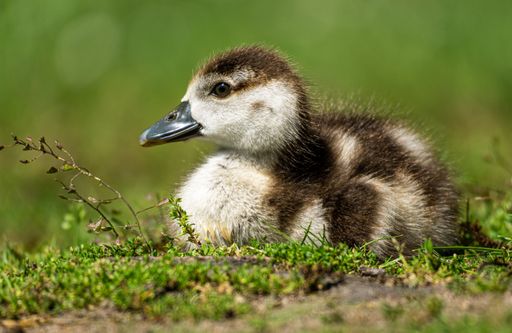 A closeup shot of an adorable Egyptian goose chick on a meadow