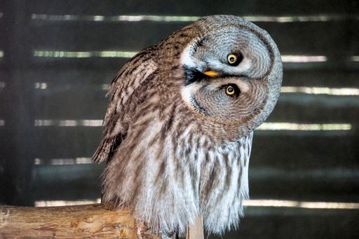 A great gray owl tilting its head on a branch