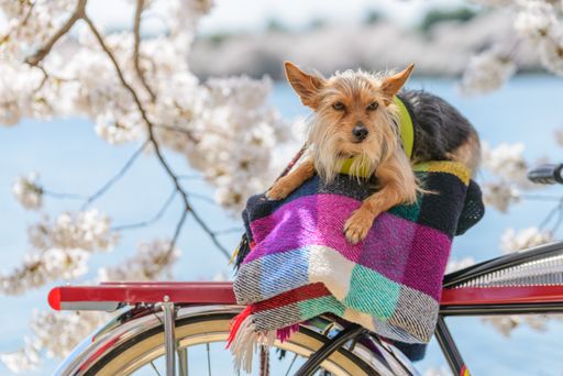 A little dog in a basket of a bicycle with a cherry tree in the background