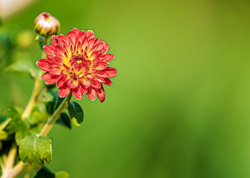 A beautiful macro shot of a Red and yellow Chrysanthemum flower on a blurry green background
