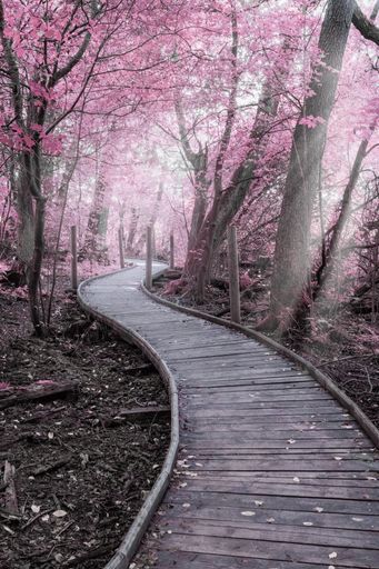 A vertical shot of a wooden pathway in a garden covered in cherry blossoms under the sunlight