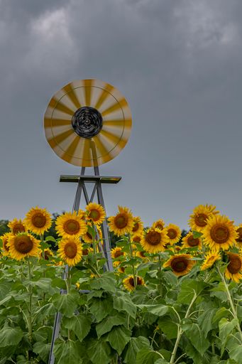 A vertical shot of sunflowers in a field in front of a water generator