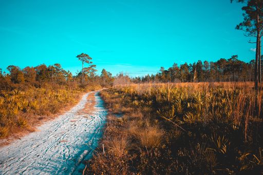 A wide shot of a sandy pathway near a field with tropical plants and trees under a clear blue sky