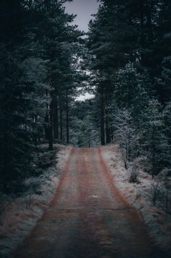 A vertical shot of a pathway surrounded by beautiful green tree