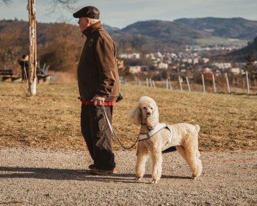 Senior man walking poodle on gravel path overlooking Lahr and hills