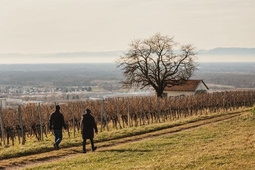 Two people walk down a dirt path through dormant vineyard rows toward a small house and tree with a scenic valley view.