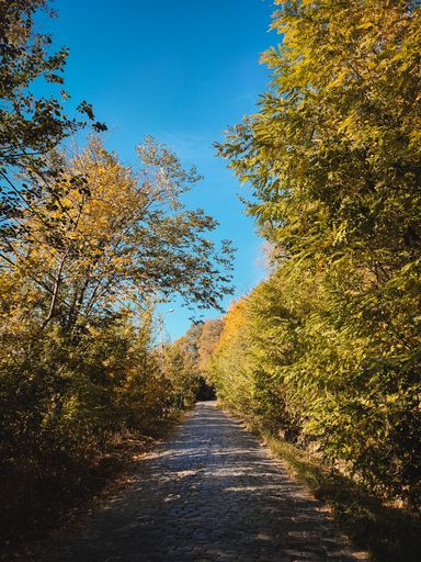 A vertical shot of a path amid dense trees under a blue clear sky in autumn