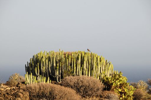 Green Big Cactus in the Desert on a Sunny Day