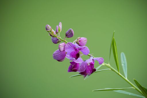 Close-up of vibrant purple flowers with green leaves against a soft green background, showcasing nature's beauty.