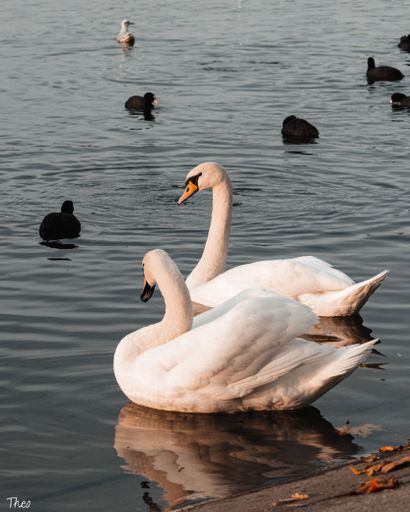 A closeup of cute swans and ducks in the lake