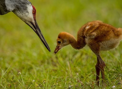 A closeup shot of a Sandhill crane and a nestling