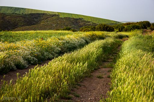 The rows of cultivated green wheat on a field in Greece