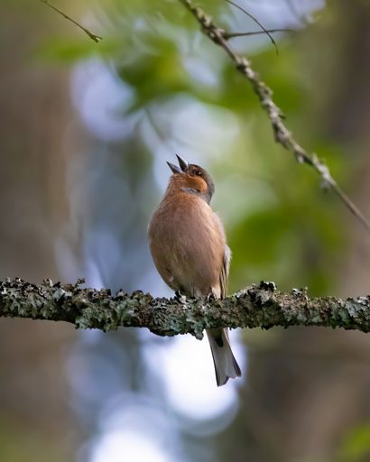 A vertical shot of a common chaffinch perched on a branch on a blurred background