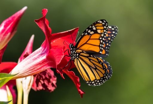 A closeup shot of a Monarch butterfly on a blooming flower