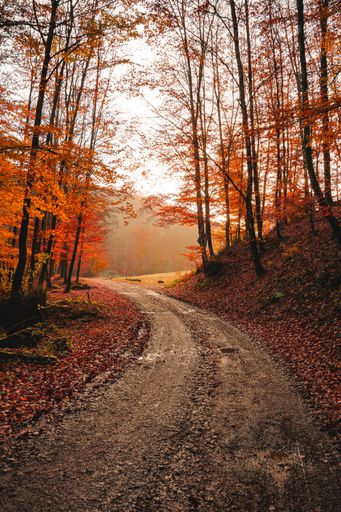A beautiful view of a pathway covered in fallen leaves in the forest