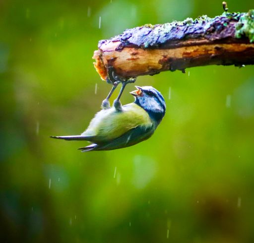 A vibrant blue tit bird hanging upside down from a branch in a lush green forest setting.