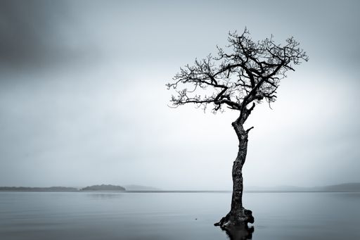 A bare tree in Loch Lomond under a cloudy sky in Scotland - perfect for wallpapers