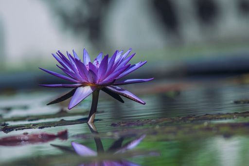 A selective focus shot of purple lotus on the lake's surface