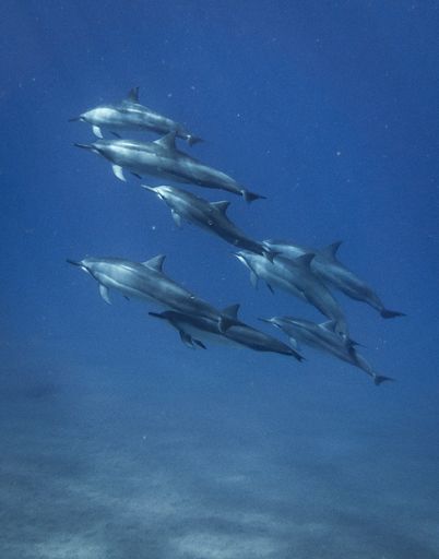 A Group of sharks underwater