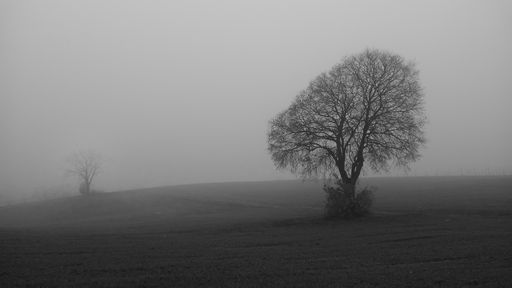 A mystique view of two bare trees in the fog on a grayscale
