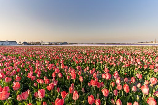A beautiful bright meadow with blooming pink tulips