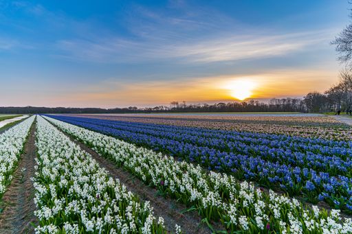 A beautiful meadow with rows of blooming tulips at sunset